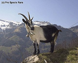 engadin.jpg