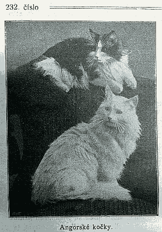 angora.png