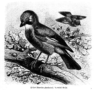 garrulus.jpg