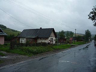 liskowate.jpg
