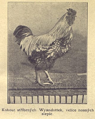 wyandotte.jpg